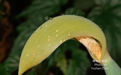 Alocasia odora 姑婆芋