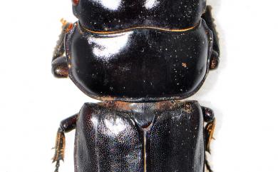 Dorcus yaksha gracilicornis Benesh, 1950 細角大鍬形蟲