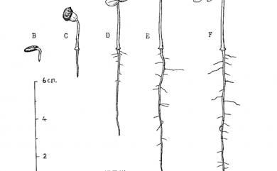 Acacia confusa Merr. 相思樹