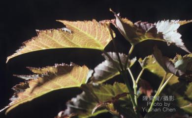 Acer caudatifolium Hayata 尖葉楓