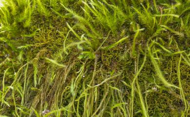 Barbellopsis trichophora (Mont.) W.R. Buck 擬懸苔