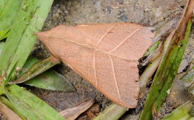 Syrastrena sumatrana obliquilinea Kishida, 1985 薄翅枯葉蛾