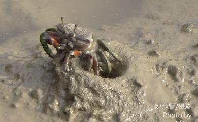 Tubuca arcuata (De Haan, 1835) 弧邊管招潮蟹