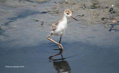 Himantopus himantopus (Linnaeus, 1758) 高蹺鴴