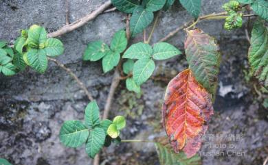 Rhus ambigua Lav. ex Dippel 臺灣藤漆