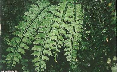 Asplenium gueinzianum Mett. 鱗柄鐵角蕨