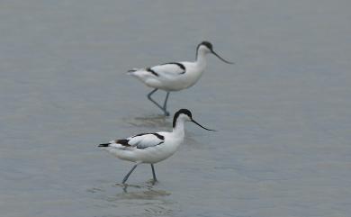 Recurvirostra avosetta Linnaeus, 1758 反嘴鴴