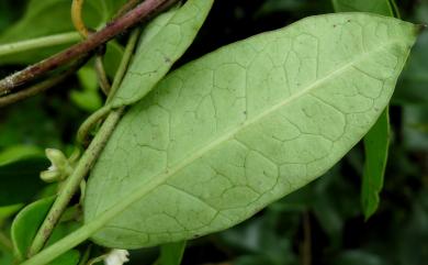 Cynanchum formosanum (Maxim.) Hemsl. 臺灣牛皮消