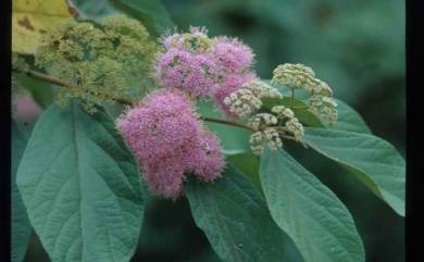 Callicarpa formosana var. formosana 杜虹花