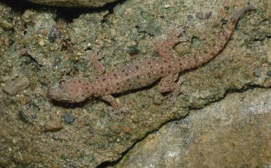 Gehyra mutilata Wiegmann, 1834 裂足虎