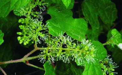 Vitis thunbergii var. taiwaniana F.Y.Lu 小葉葡萄