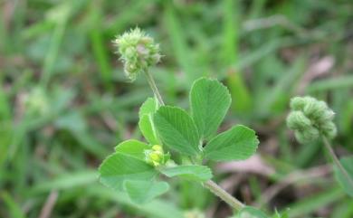 Medicago lupulina 天藍苜蓿