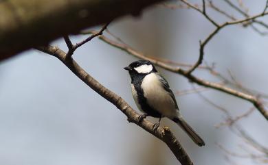 Parus minor commixtus (Swinhoe, 1868) 白頰山雀