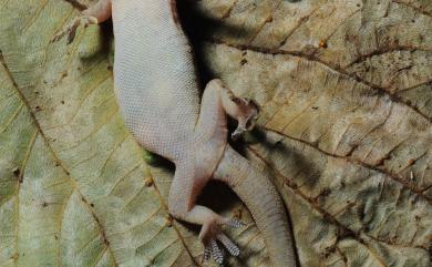 Hemidactylus bowringii (Gray, 1845) 無疣蝎虎