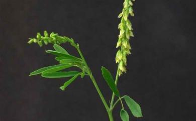 Melilotus officinalis (L.) Lam. 黃香草木樨