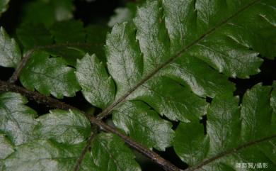 Dryopteris subexaltata 早田氏鱗毛蕨