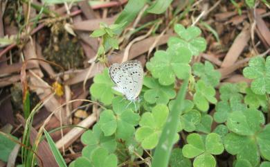 Zizeeria maha okinawana 藍灰蝶