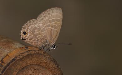 Nacaduba pactolus hainani Bethune-Baker, 1914 暗色娜波灰蝶