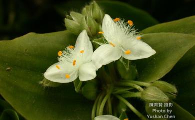 Tradescantia fluminensis Vell. 巴西水竹葉