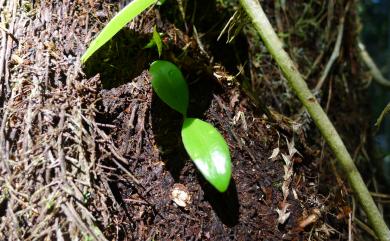 Aeschynanthus acuminatus 芒毛苣苔