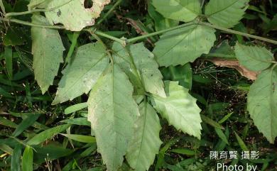 Tetrastigma alatum H.L.Li 翼柄崖爬藤