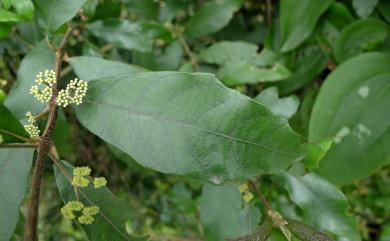 Callicarpa remotiserrulata 疏齒紫珠