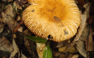 Russula foetens 臭紅菇