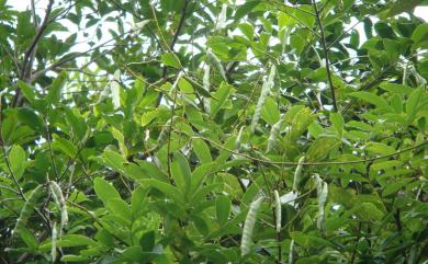 Wisteriopsis reticulata var. reticulata 老荊藤