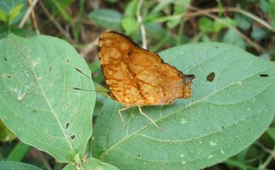 Symbrenthia lilaea formosanus Fruhstorfer, 1908 散紋盛蛺蝶