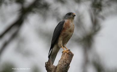 Accipiter soloensis (Horsfield, 1821) 赤腹鷹