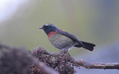 Tarsiger johnstoniae (Ogilvie-Grant, 1906) 栗背林鴝