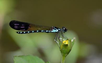 Heliocypha perforata perforata 棋紋鼓蟌