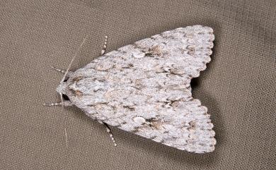 Acronicta gigasa Chang, 1991 臺灣桑劍紋夜蛾