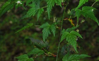 Rubus corchorifolius 變葉懸鉤子