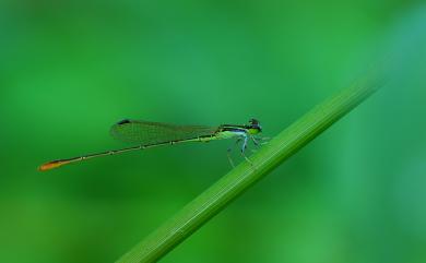 Agriocnemis pygmaea (Rambur, 1842) 橙尾細蟌