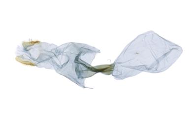 Jodis inumbrata Warren, 1896 白波紋突尾尺蛾