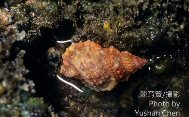 Bursa granularis (Roeding, 1798) 果粒蛙螺