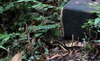 Xylaria nigripes 黑柄炭角菌