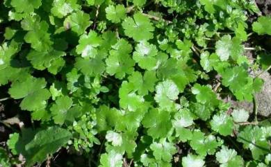 Hydrocotyle sibthorpioides 天胡荽