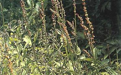 Rumex acetosa 酸模