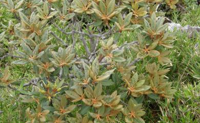 Rhododendron hyperythrum 南湖杜鵑