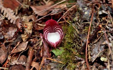 Corybas sinii Tang & F.T.Wang 辛氏盔蘭