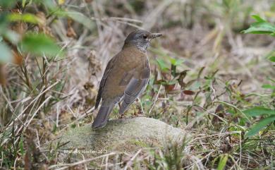 Turdus pallidus Gmelin, 1789 白腹鶇