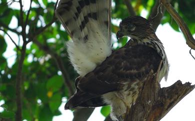 Accipiter trivirgatus formosae Mayr, 1949 鳳頭蒼鷹(台灣特有亞種)