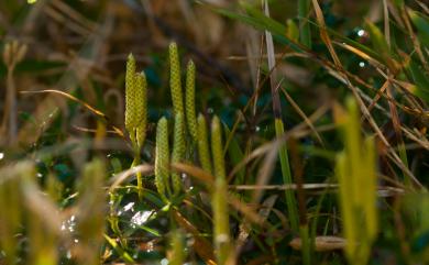 Lycopodium complanatum 地刷子