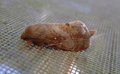 Dendrolimus arizana (Wileman, 1910) 鋸紋枯葉蛾