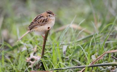 Cisticola juncidis tinnabulans (Swinhoe, 1859) 棕扇尾鶯