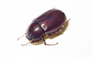 Holotrichia sauteri lutaoensis 綠島黑金龜