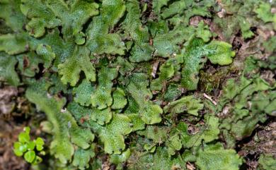 Conocephalum conicum (L.) Dumort. 蛇蘚