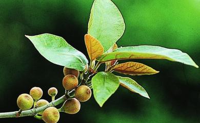 Ficus erecta var. beecheyana 牛奶榕